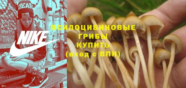 PSILOCYBIN Богородицк